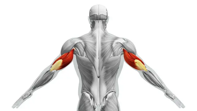 Anatomy diagram showing the three heads of the triceps muscle